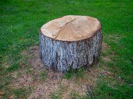 Reliable Spring Valley Village, TX Tree Services Solutions